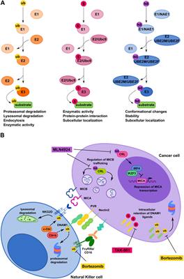 SUMOylation and related post-translational modifications in natural killer cell anti-cancer responses